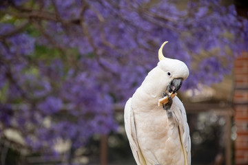 Sulphur-crested cockatoo eating bread with beautiful blooming jacaranda tree on background.