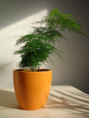 The asparagus fern (Asparagus sprengeri) is a common and fast-growing houseplant. It's called a fern, but is actually a member of the lily family. It has fine needle-like leaves and arching stems.