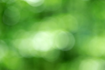 Fototapeta na wymiar Green bokeh background from nature forest out of focus