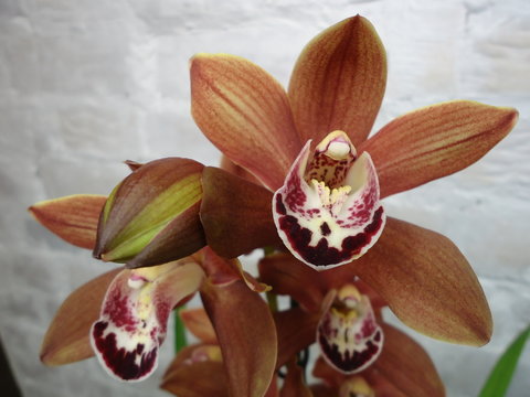 Plants in the genus Cymbidium are epiphytic, lithophytic or terrestrial plants, or rarely leafless saprophytes. All are sympodial evergreen herbs. 