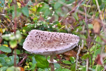 mushroom in the forest