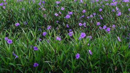 field of purple flowers