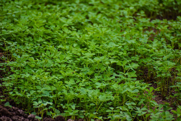 field of a fenugreek vegetable in India 