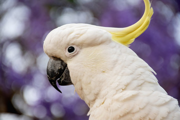 Sulphur-crested cockatoo close up with beautiful blooming jacaranda tree on background.