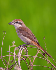 Brown Shrike (Lanius cristatus) is a bird in the shrike family that is found mainly in Asia