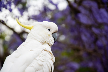 Sulphur-crested cockatoo eating bread with beautiful blooming jacaranda tree on background. Close up