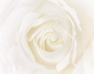 Fototapeta na wymiar Soft focus, abstract floral background, white rose flower. Macro flowers backdrop for holiday brand design