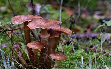 mushroom in the forest