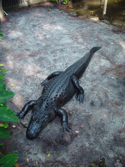 An alligator resting on the rock