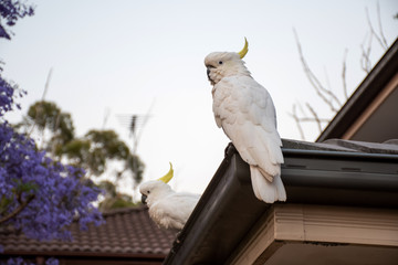 Sulphur-crested cockatoo sitting on a roof with beautiful blooming jacaranda tree on background.