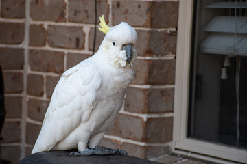 Sulphur-crested cockatoo sitting near the window and the brick wall
