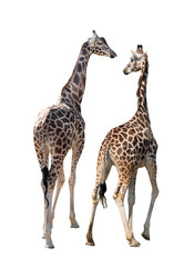  two Giraffe isolated on a white background.