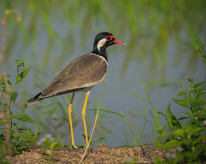 The red-wattled lapwing (Vanellus indicus) is an Asian lapwing or large plover, a wader in the family Charadriidae