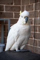 Sulphur-crested cockatoo sitting near the brick wall