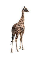 Obraz premium Giraffe isolated on a white background.