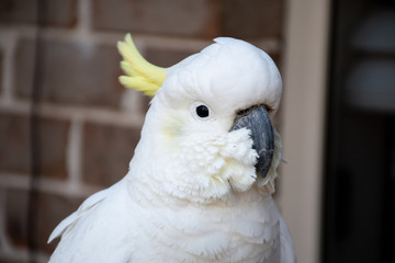 Curious sulphur-crested cockatoo close up near the window