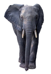 African Elephant isolated on white background.
