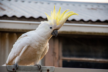 Curious sulphur-crested cockatoo sitting on the fence with opened crest