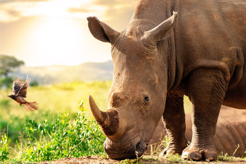 African rhino in savannah at sunset. © karelnoppe