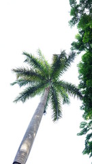 palm tree isolated on white background