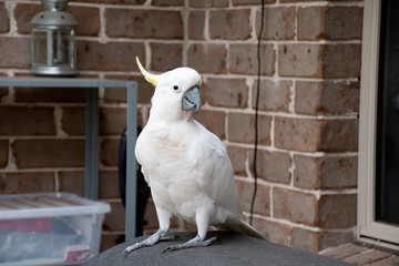 Sulphur-crested cockatoo sitting near the window and the brick wall