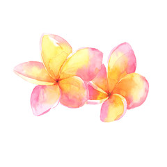handdrawn watercolor frangipani flowers on white background