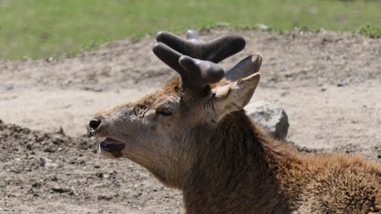 Antlers are growing from a red deer
