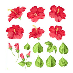 Set of tropical flowers elements. Collection of hibiscus flowers on a white background. Floral templates with garden blooming flowers. Vector illustration bundle. © Kotkoa