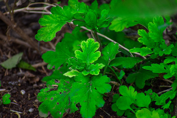 leaves of a chrysanthemum flower beautiful background 