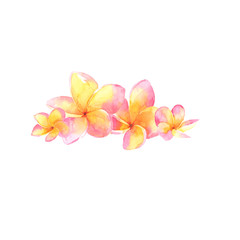 handdrawn watercolor frangipani flowers on white background