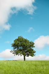 Fototapeta na wymiar Solitary Tree in Green Grass against Blue Summer Sky with Fluffy White Clouds