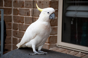 Sulphur-crested cockatoo sitting near the window and the brick wall
