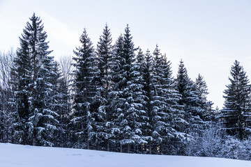 Wald bedekt mit Schnee