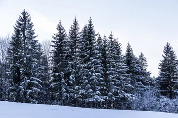 Foto auf Leinwand Wald bedekt mit Schnee © marteck