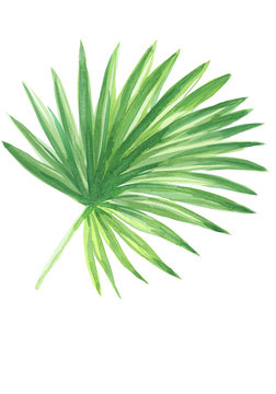 handpainted watercolor fan palm leaf  isolated on white background
