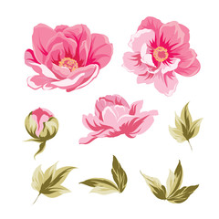 Chinese peonies bud collection. Elements of peony flowers isolated on white background. Bouquet of asia Peonies. Flower on white backdrop. Beautiful set of flowers. © Kotkoa