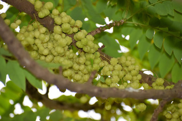 grapes on the vine