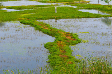 pond in the garden