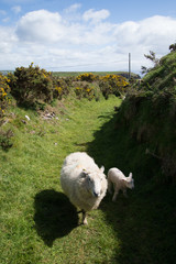 Irish sheep in a ditch.