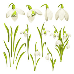 Vector set of flowers of Galanthus. Collection of Botanical illustration. Spring bouquet of snowdrops. Flower isolated against white. Beautiful set of flowers. Vector illustration.