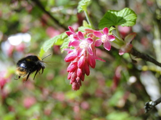 Hummel