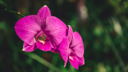 Violet orchids in natural habitat, Dominican Republic