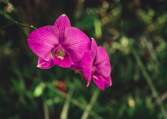 Violet orchids in natural habitat, Dominican Republic