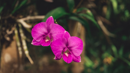 Violet orchids in natural habitat, Dominican Republic