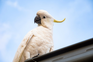 Curious sulphur-crested cockatoo looking down from the roof