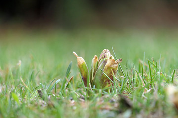 first hyacinths in the garden in spring