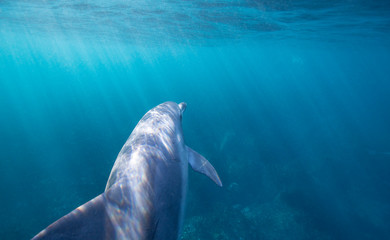 dolphins in the sea
