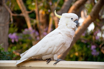 Curious sulphur-crested cockatoo sitting on the backyard fence