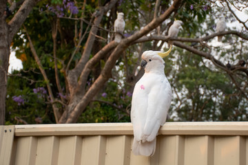 Curious sulphur-crested cockatoo sitting on the backyard fence