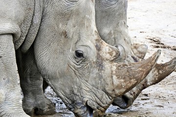 Obraz premium rhino a endangered african animal in the zoo 